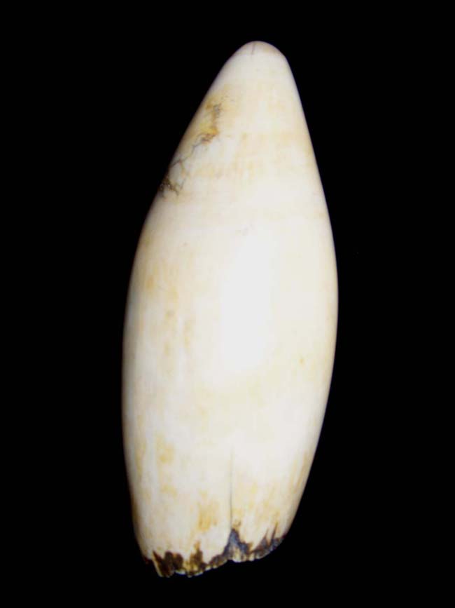 A Beautifully Polished 19th century 7 3/4" Bull Sperm Whale's Tooth with great patina